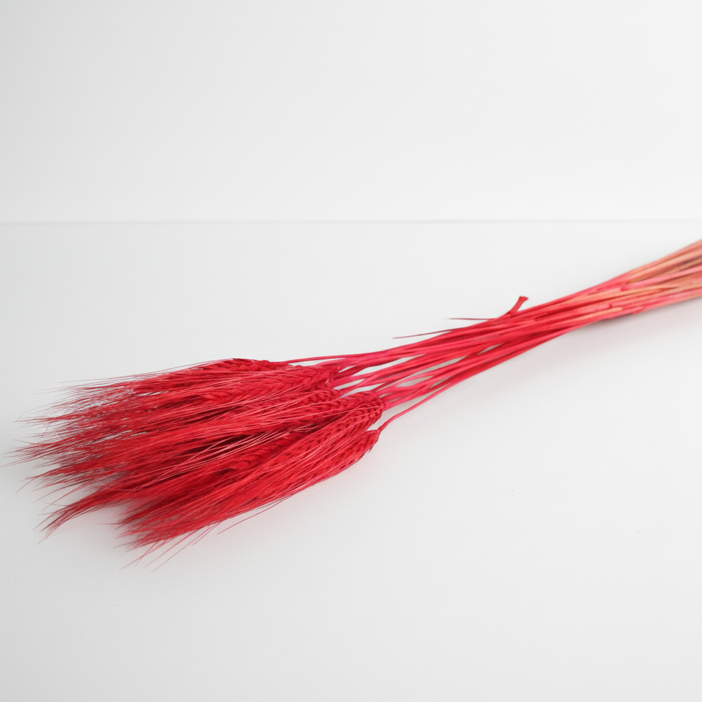 Pšenice vousatá sušená červená – přírodní dekorace do vázy a aranžmá